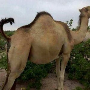 Meet your Posher, Abdullahi